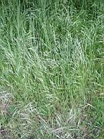 Brome des toits - Bromus tectorum (prise a Lens, P-de-C)(1)